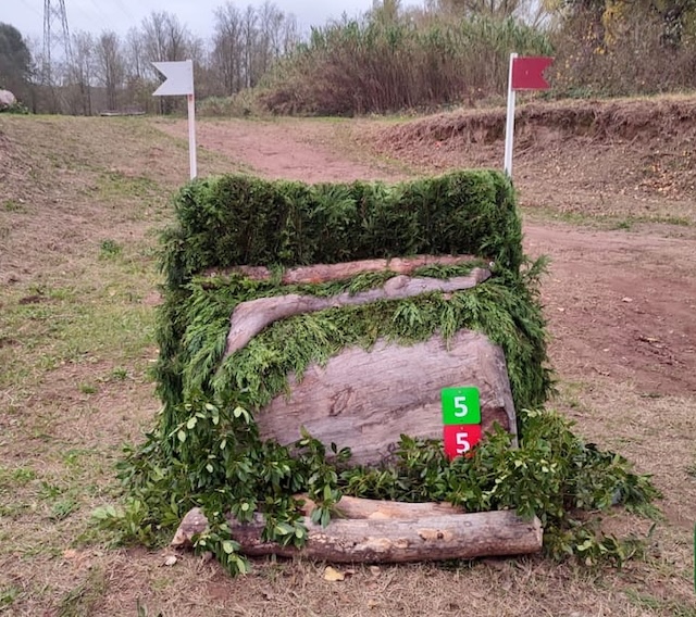 Le Pouget Plane Tree